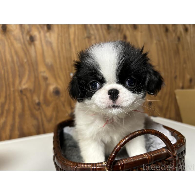 成約済の静岡県の狆 (チン)-424007の6枚目