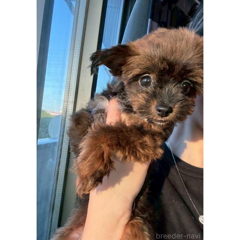 成約済の茨城県のポメチワ:ポメラニアン×チワワ-397981の2枚目