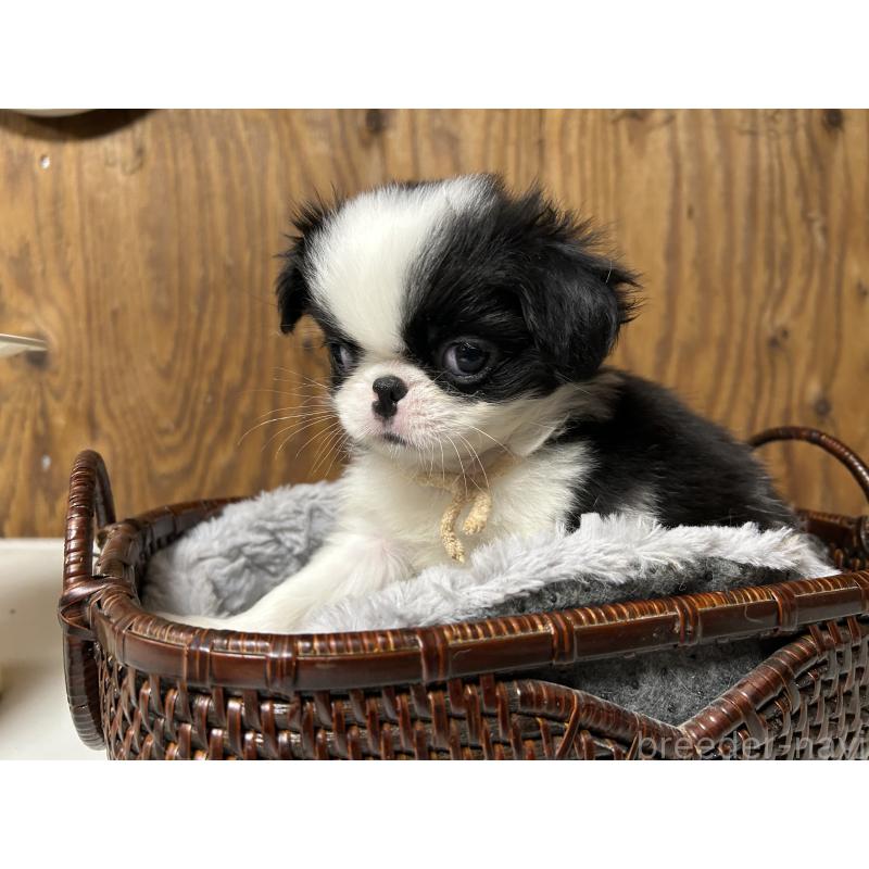 成約済の静岡県の狆 (チン)-424008の6枚目