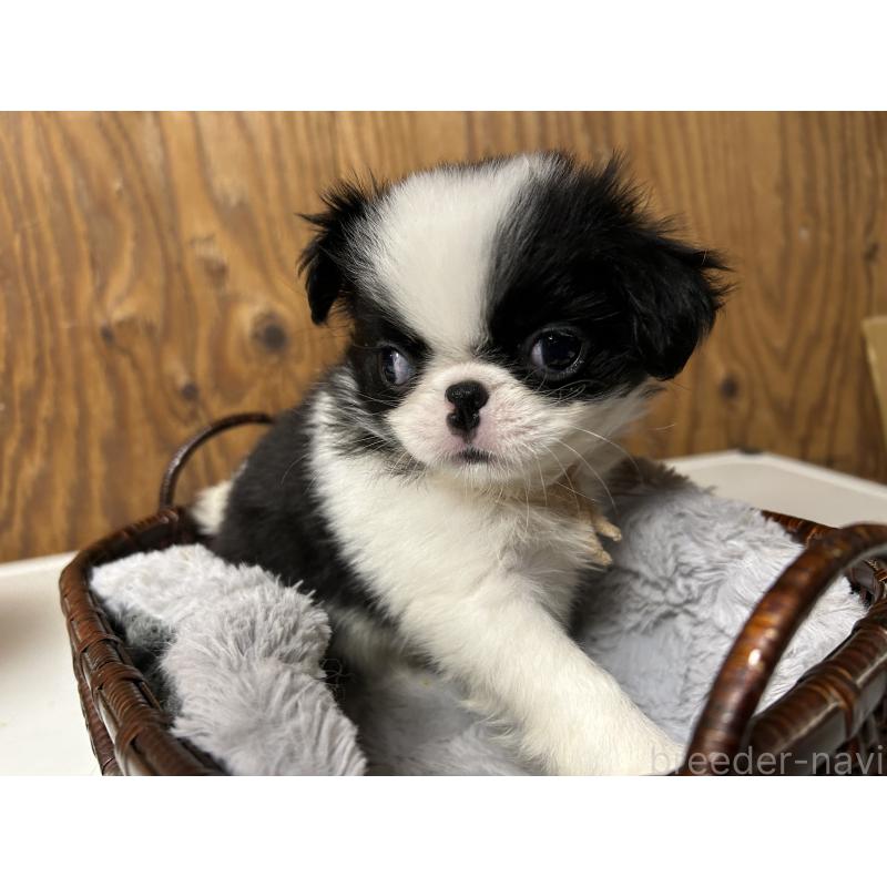 成約済の静岡県の狆 (チン)-424008の5枚目