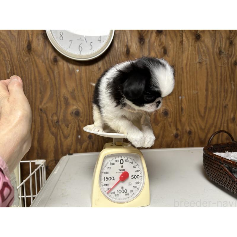 成約済の静岡県の狆 (チン)-424008の4枚目