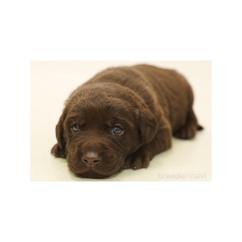 販売中の神奈川県のラブラドールレトリーバー-428827の1枚目