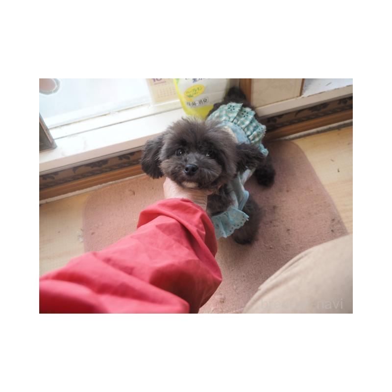 販売中の奈良県のトイプードル-428828の1枚目