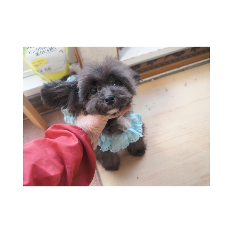販売中の奈良県のトイプードル-428828の5枚目