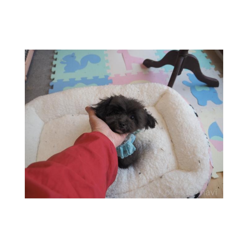 販売中の奈良県のトイプードル-428828の4枚目