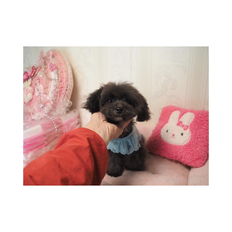 販売中の奈良県のトイプードル-428828の2枚目