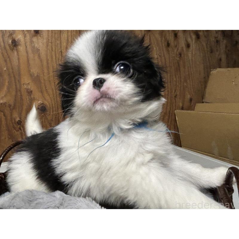 成約済の静岡県の狆 (チン)-424009の5枚目