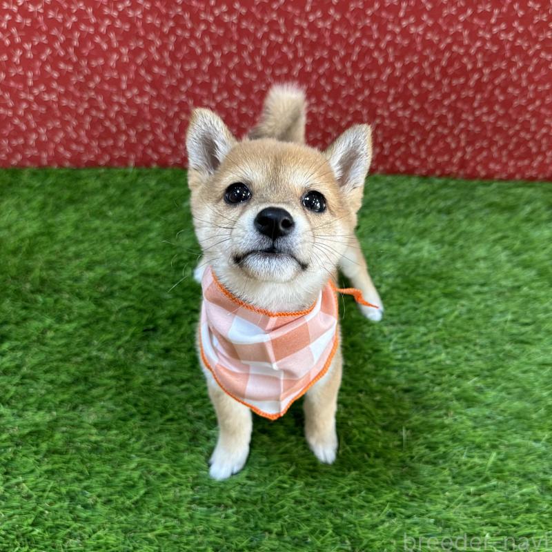 販売中の広島県の豆柴-425259