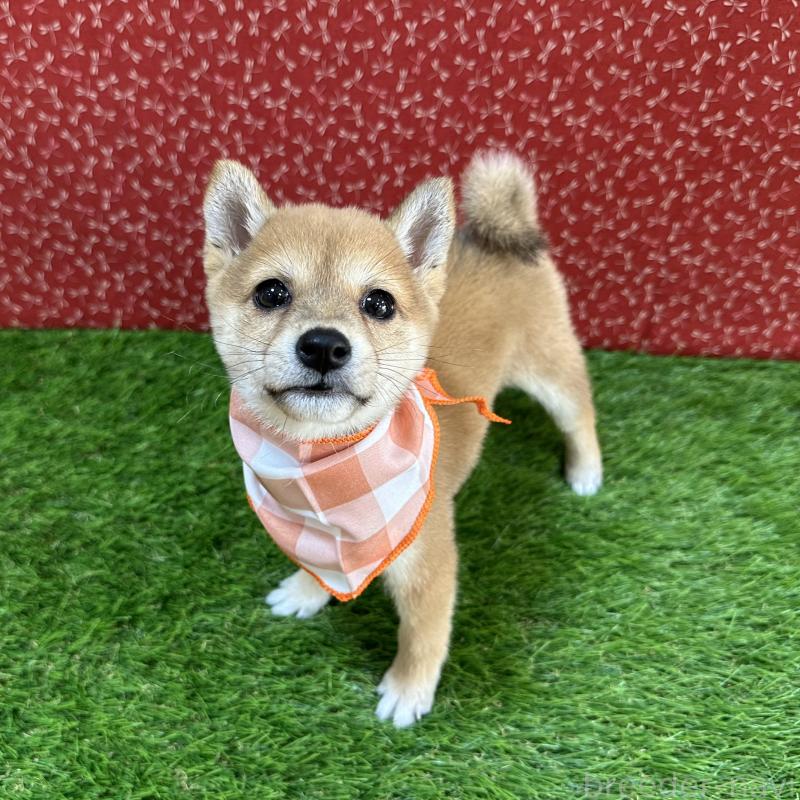 成約済の広島県の豆柴-425259の4枚目