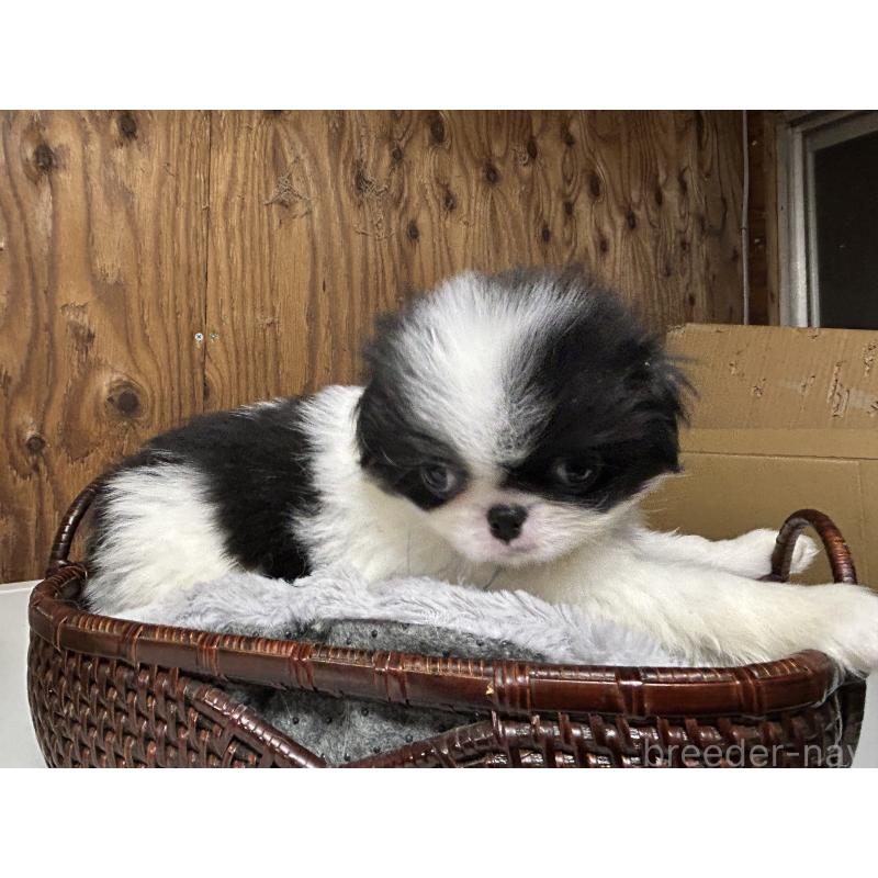 成約済の静岡県の狆 (チン)-424009の4枚目