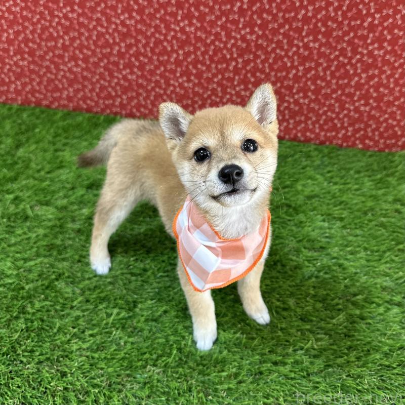 成約済の広島県の豆柴-425259の3枚目