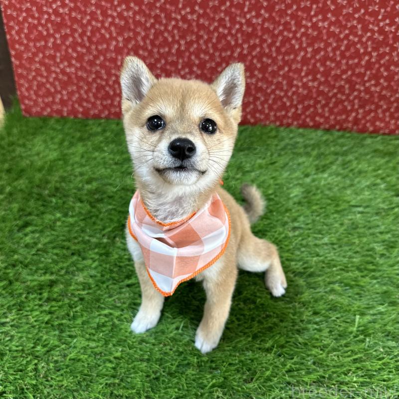 成約済の広島県の豆柴-425259の2枚目