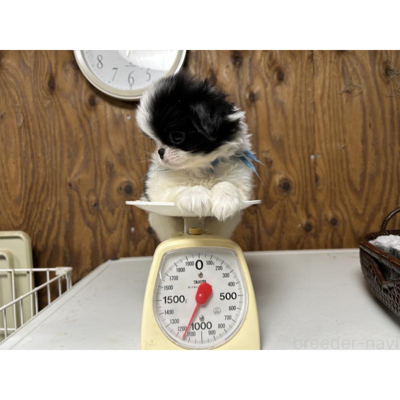 成約済の静岡県の狆 (チン)-424009の2枚目