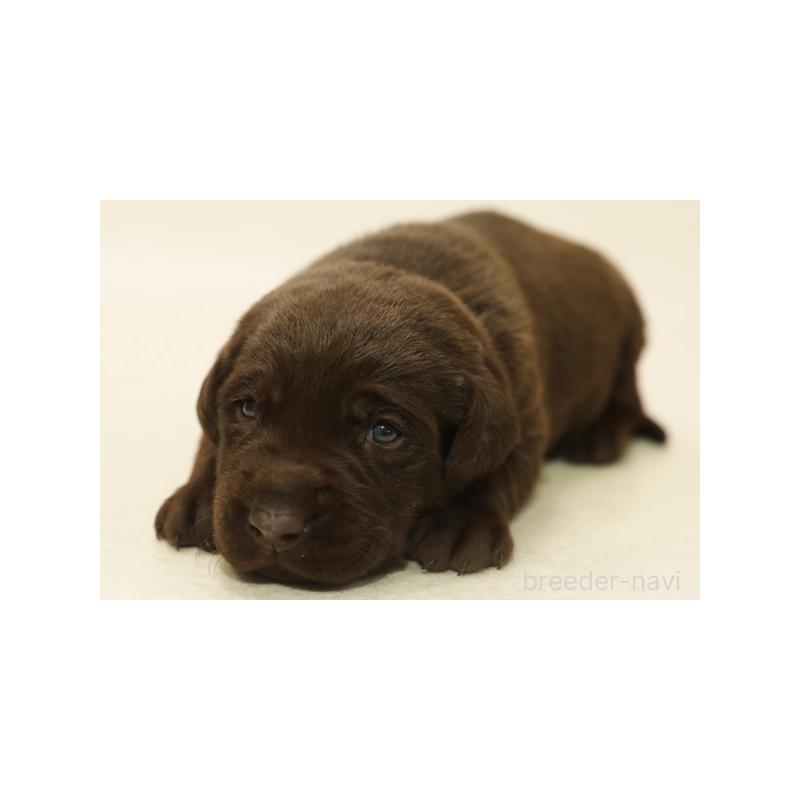 販売中の神奈川県のラブラドールレトリーバー-428829