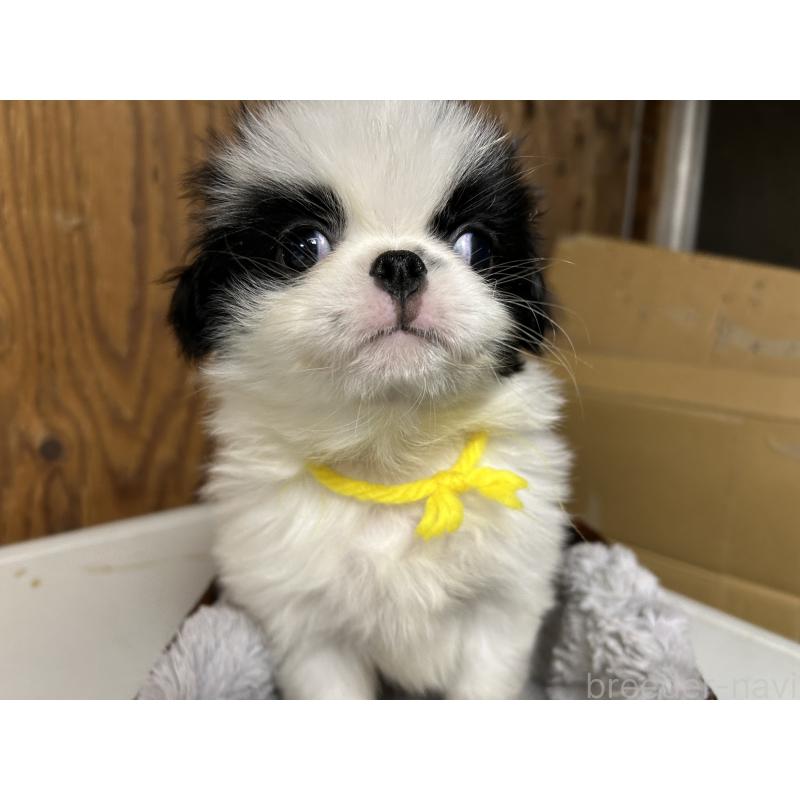 成約済の静岡県の狆 (チン)-424010の8枚目