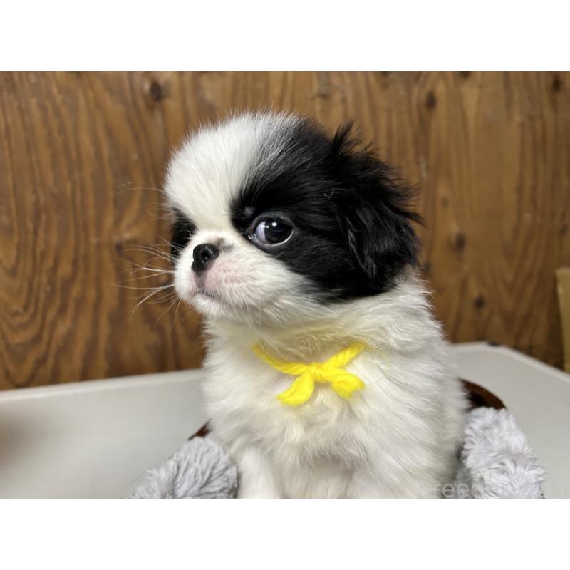 成約済の静岡県の狆 (チン)-424010の7枚目