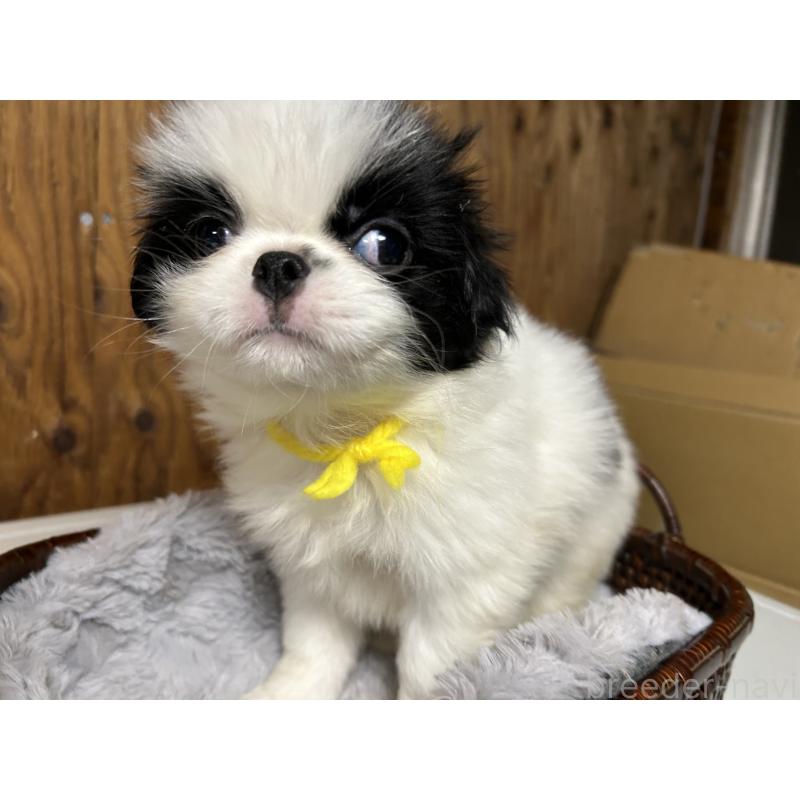 成約済の静岡県の狆 (チン)-424010の6枚目