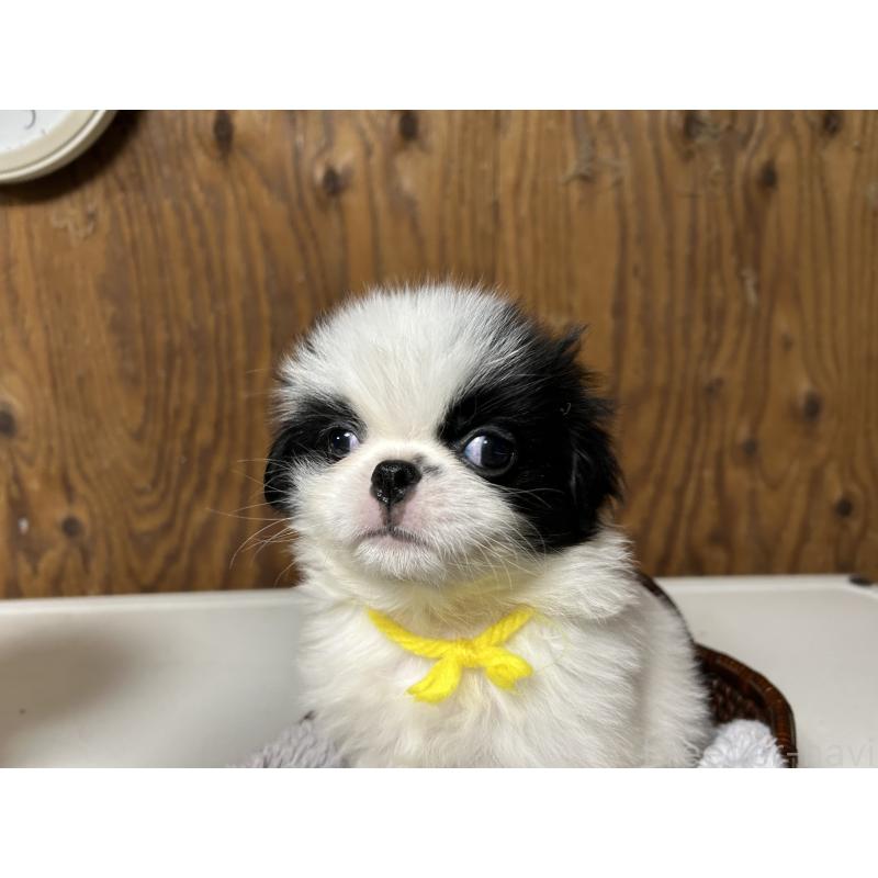 成約済の静岡県の狆 (チン)-424010の5枚目