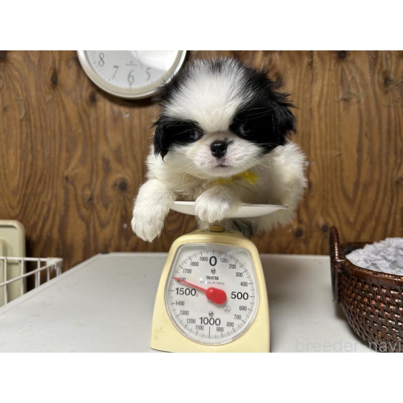 成約済の静岡県の狆 (チン)-424010の4枚目