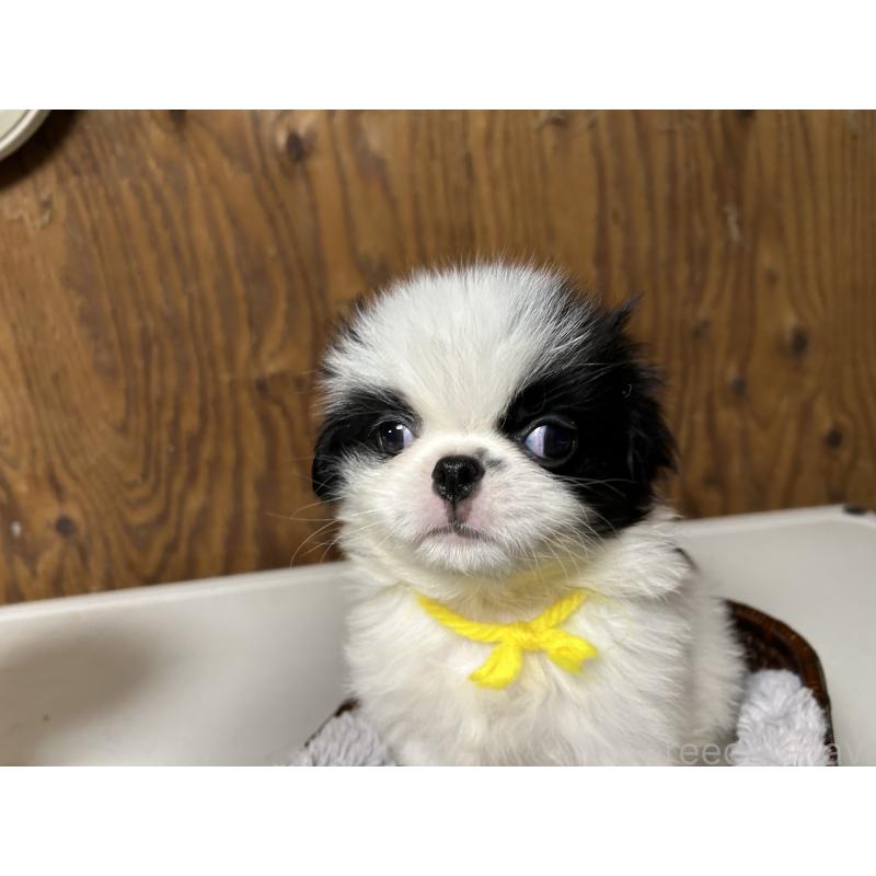 成約済の静岡県の狆 (チン)-424010の3枚目