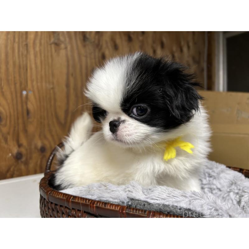 成約済の静岡県の狆 (チン)-424010の2枚目