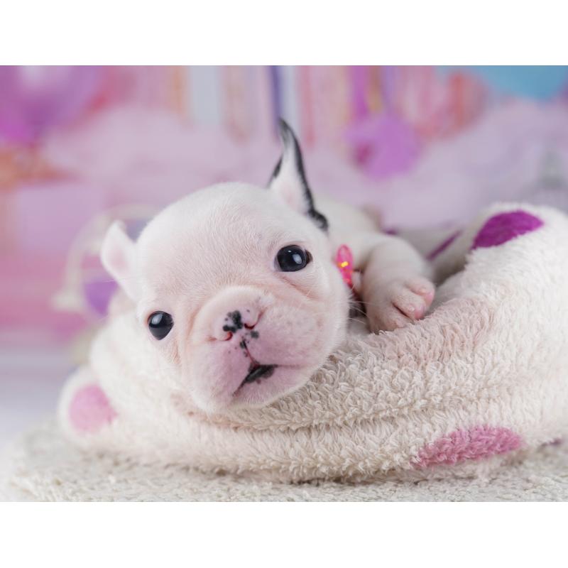 販売中の千葉県のフレンチブルドッグ-428830の3枚目