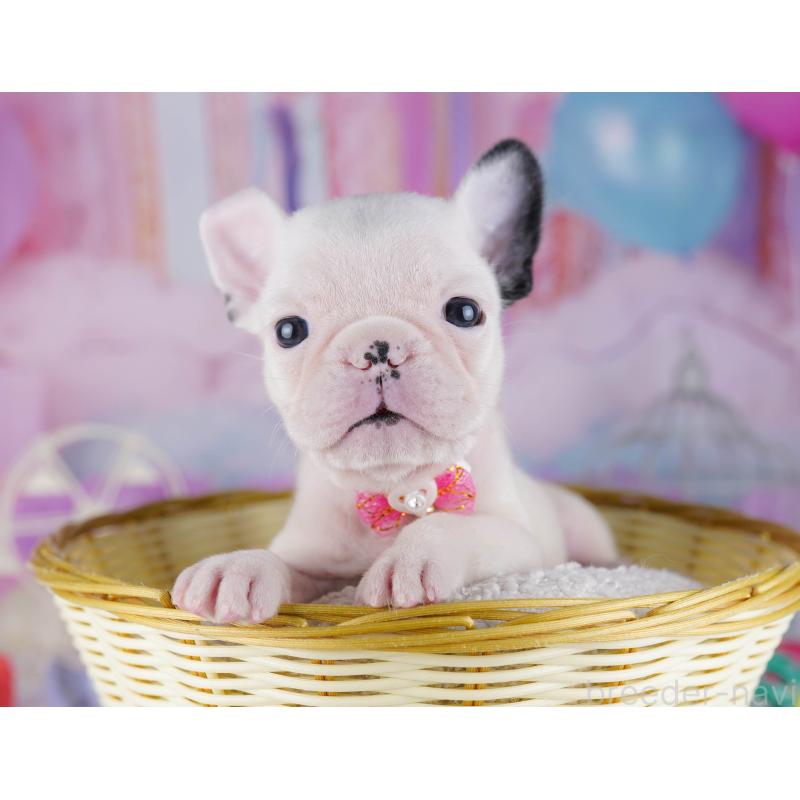 販売中の千葉県のフレンチブルドッグ-428830の2枚目