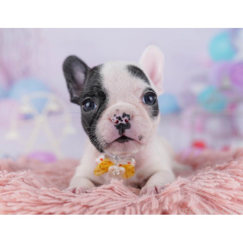 販売中の千葉県のフレンチブルドッグ-428832の10枚目