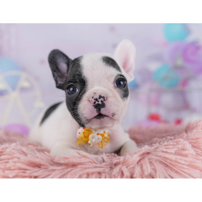 販売中の千葉県のフレンチブルドッグ-428832の9枚目