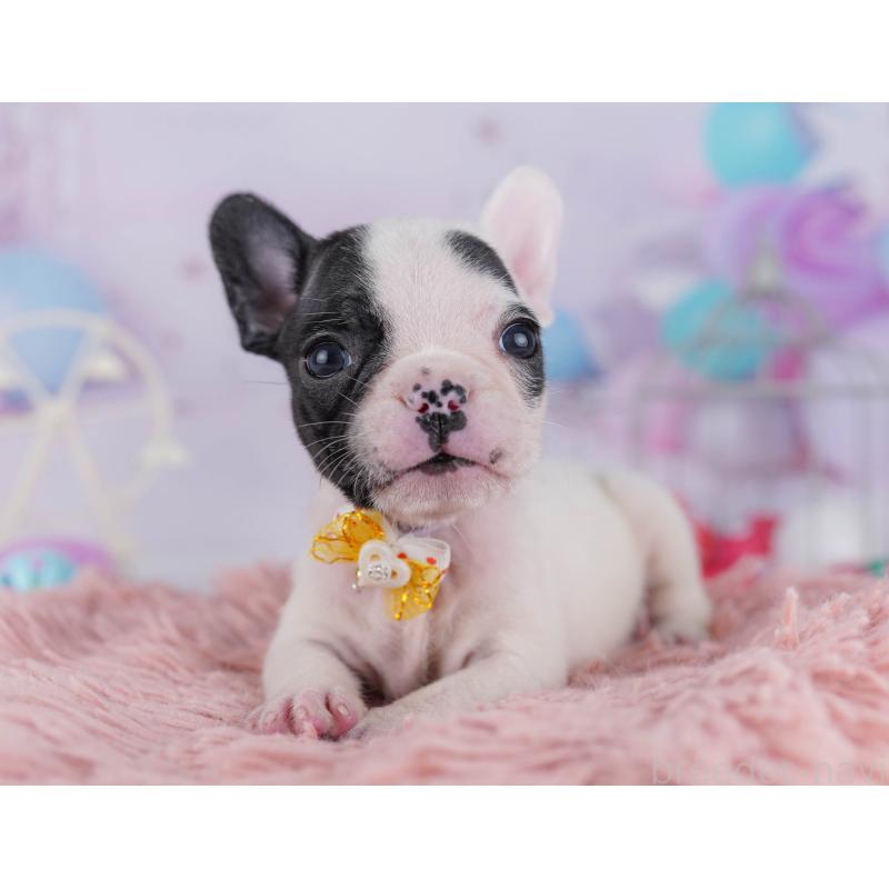 販売中の千葉県のフレンチブルドッグ-428832の8枚目