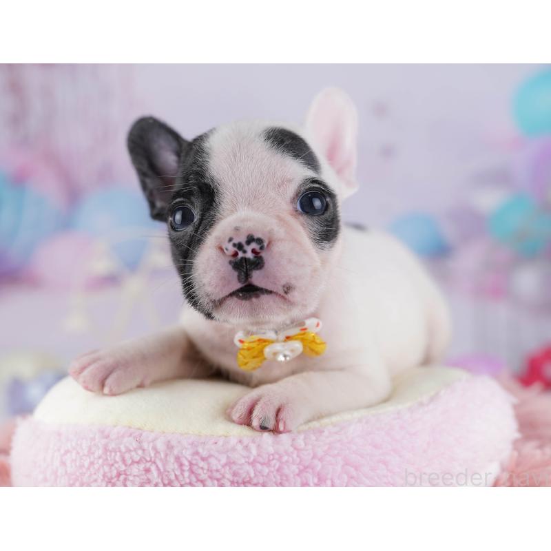 販売中の千葉県のフレンチブルドッグ-428832の7枚目