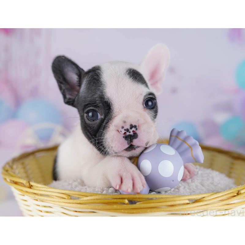 販売中の千葉県のフレンチブルドッグ-428832の6枚目