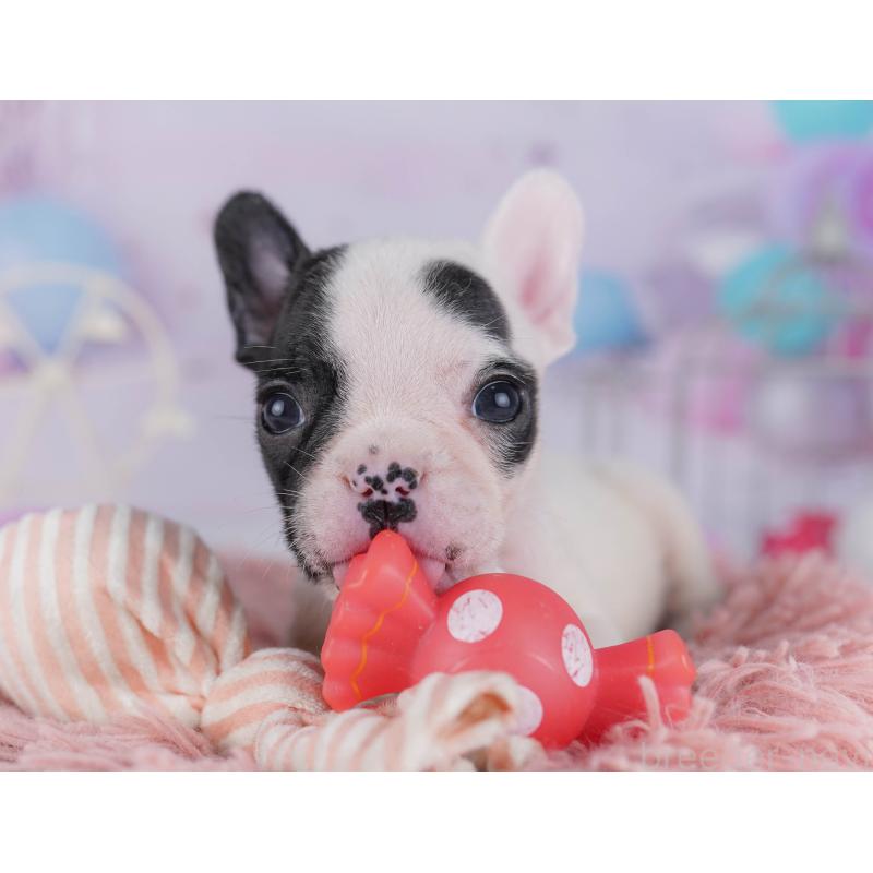 販売中の千葉県のフレンチブルドッグ-428832の5枚目