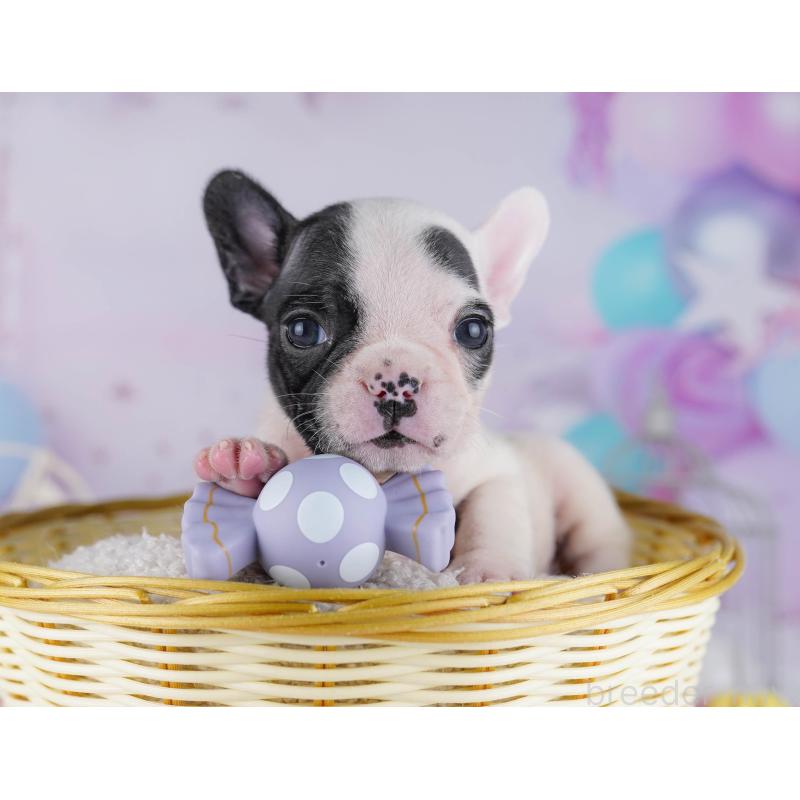 販売中の千葉県のフレンチブルドッグ-428832の4枚目