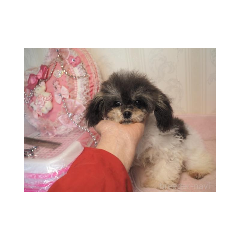 販売中の奈良県のトイプードル-428831