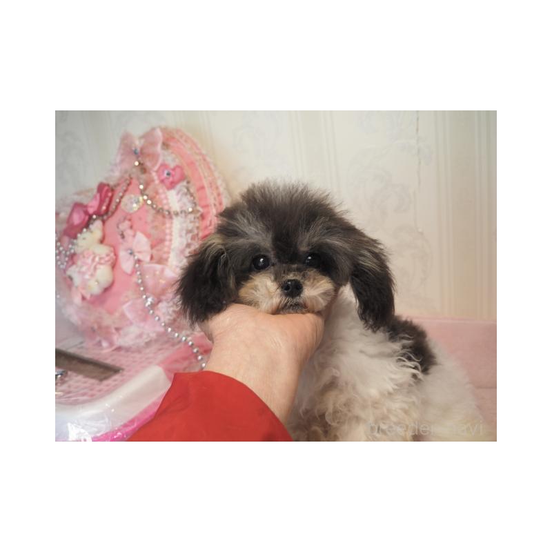 販売中の奈良県のトイプードル-428831の5枚目