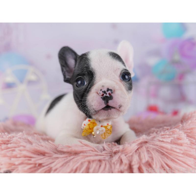 販売中の千葉県のフレンチブルドッグ-428832の3枚目