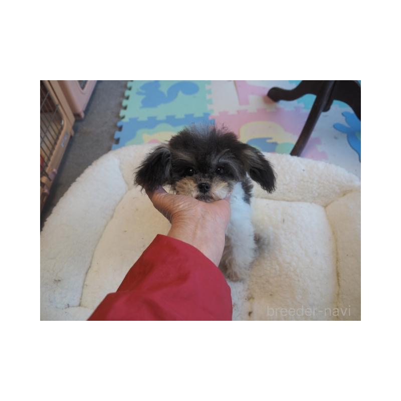 販売中の奈良県のトイプードル-428831の3枚目