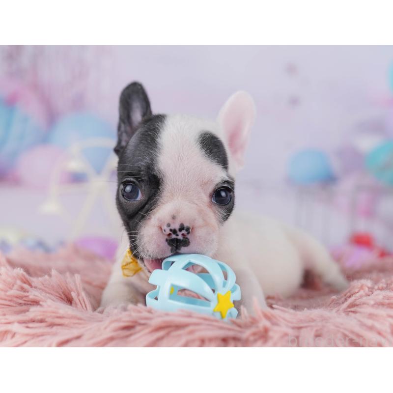 販売中の千葉県のフレンチブルドッグ-428832の2枚目