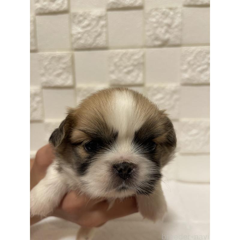 販売中の群馬県のミックス犬-425460