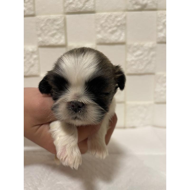 販売中の群馬県のミックス犬-425458