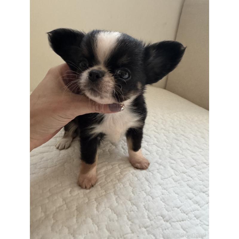 販売中の東京都のチワワ(ロングコート)-428835の11枚目