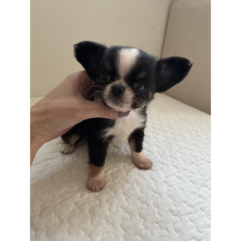 販売中の東京都のチワワ(ロングコート)-428835の10枚目