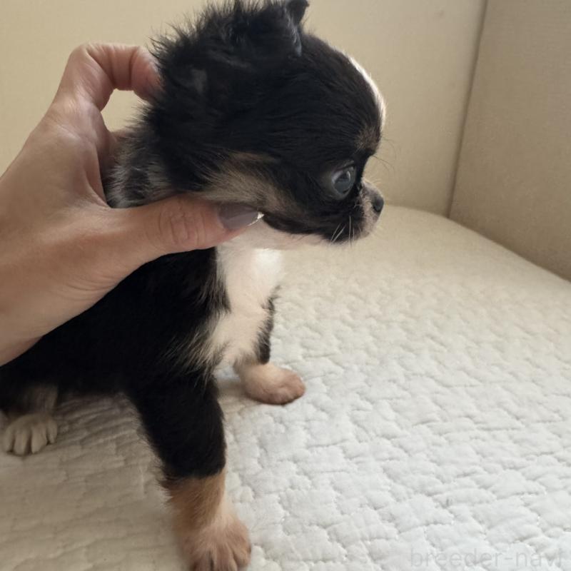 販売中の東京都のチワワ(ロングコート)-428835の9枚目