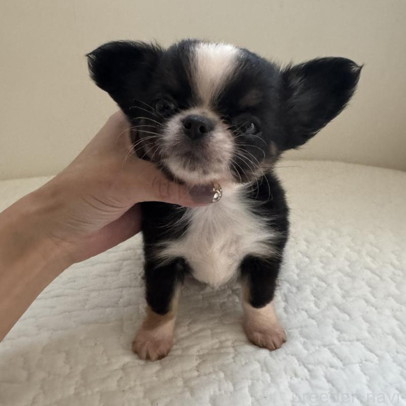 販売中の東京都のチワワ(ロングコート)-428835の8枚目