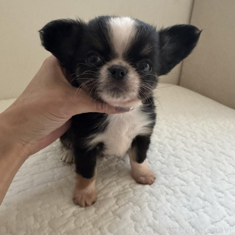 販売中の東京都のチワワ(ロングコート)-428835の7枚目