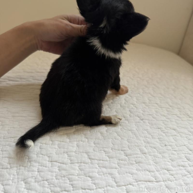 販売中の東京都のチワワ(ロングコート)-428835の6枚目