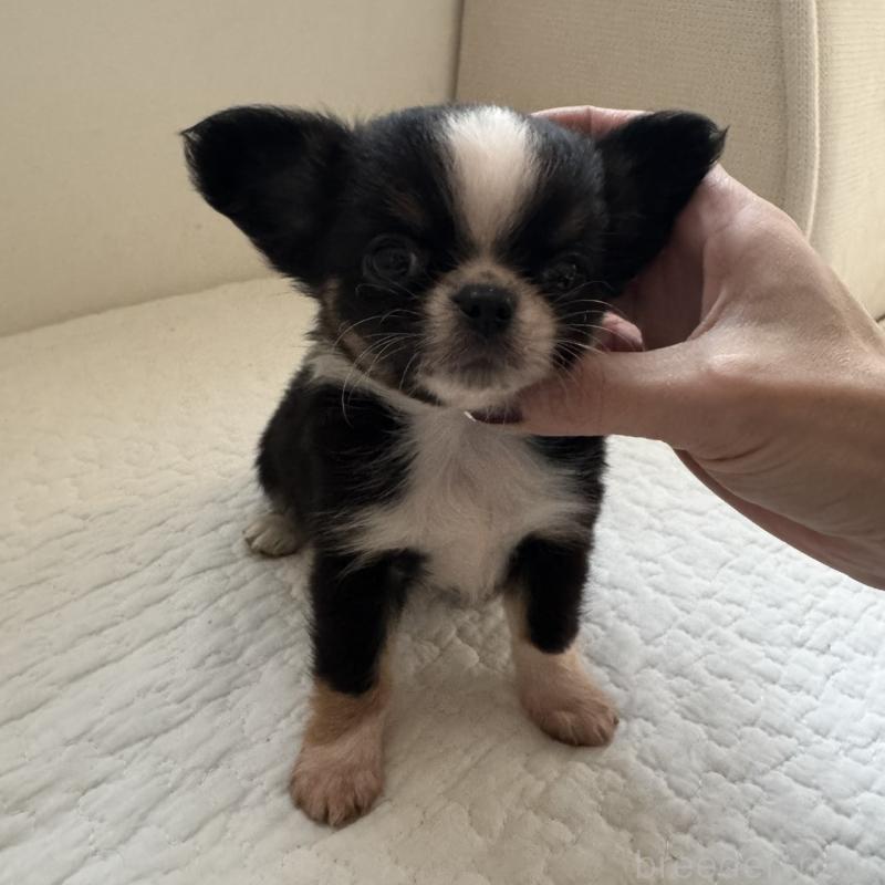 販売中の東京都のチワワ(ロングコート)-428835の3枚目