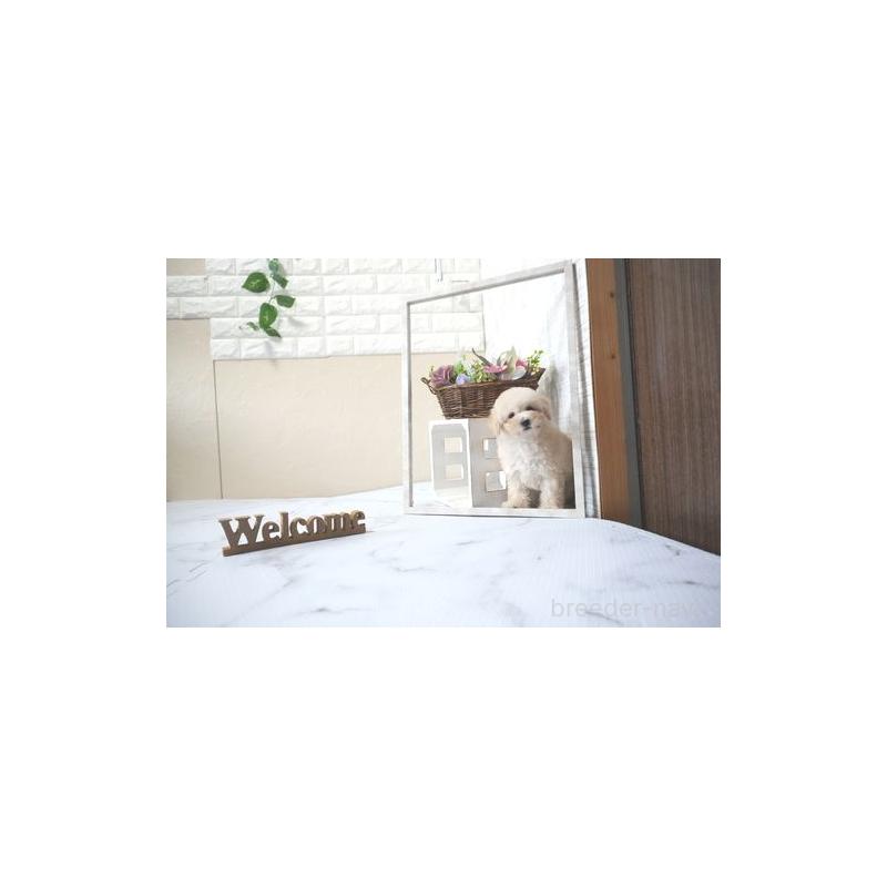 販売中の滋賀県のタイニープードル-428840の5枚目