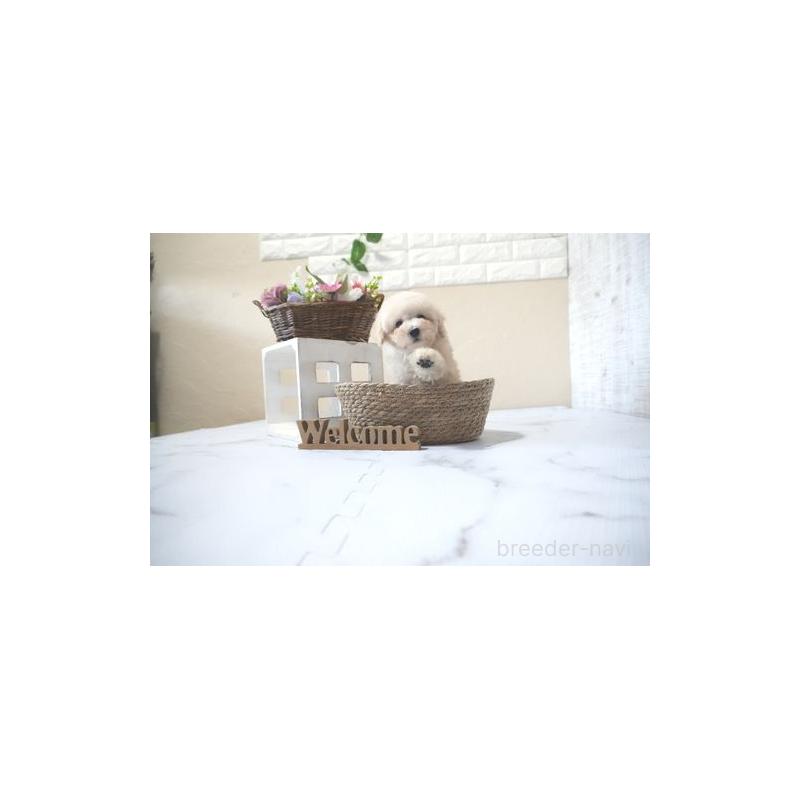 販売中の滋賀県のタイニープードル-428840の4枚目